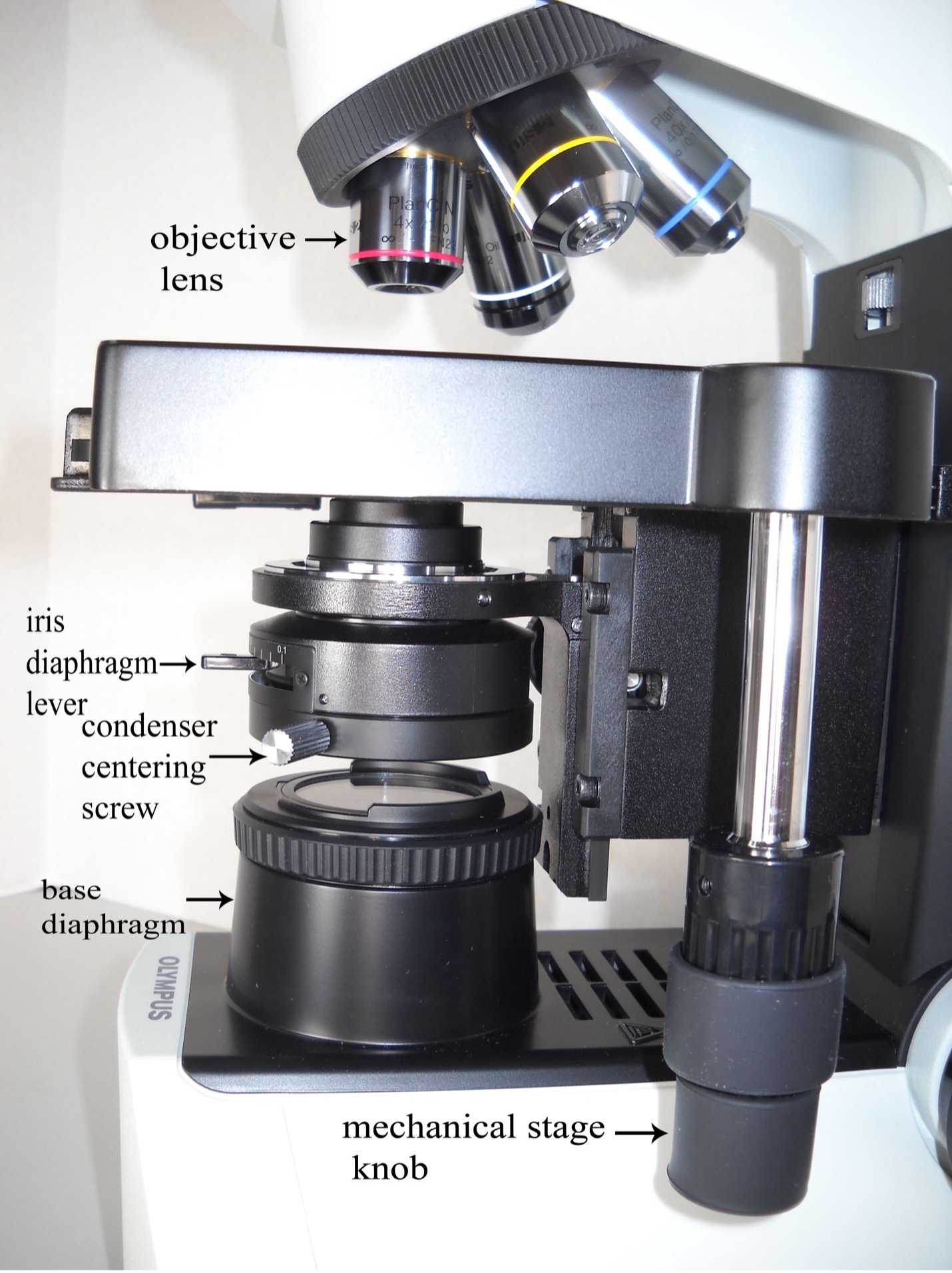 THE MICROSCOPE Red Mountain Microbiology