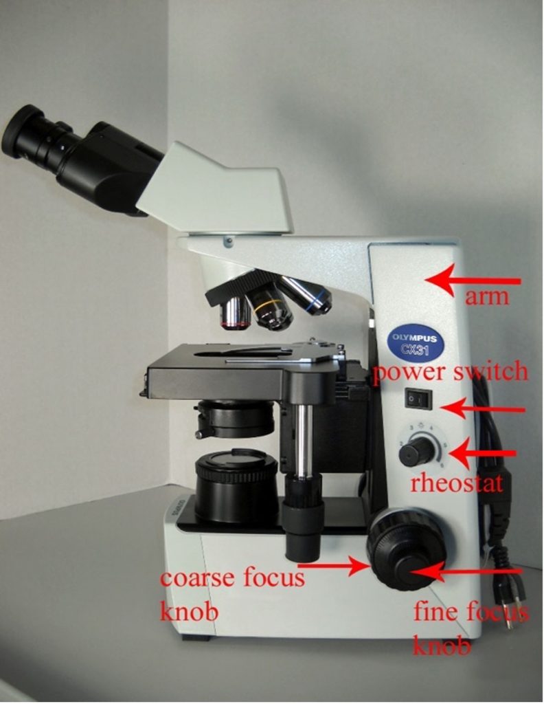 THE MICROSCOPE – Red Mountain Microbiology