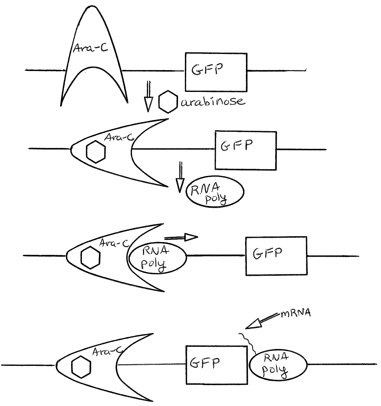 GFP Gene Expression