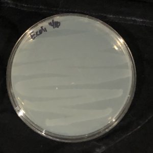Photo of E. coli stock plate