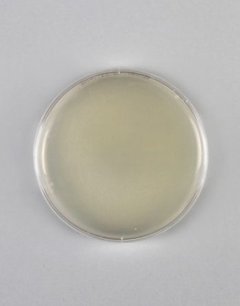 KIRBY-BAUER TEST – Hands On Microbiology