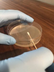 Photo of using the lid of a Petri dish as a shield during swab inoculation