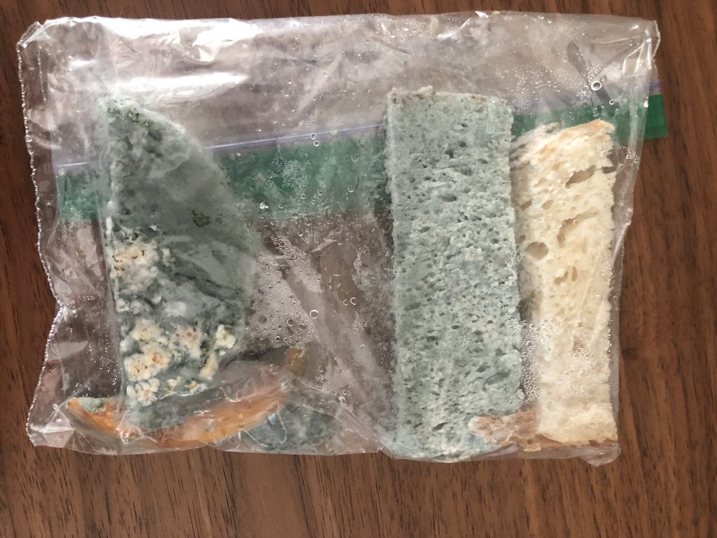 Photo of Penicillium growing on bread