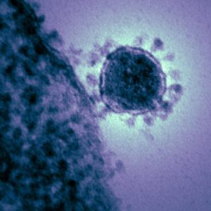 Photo of the coronavirus