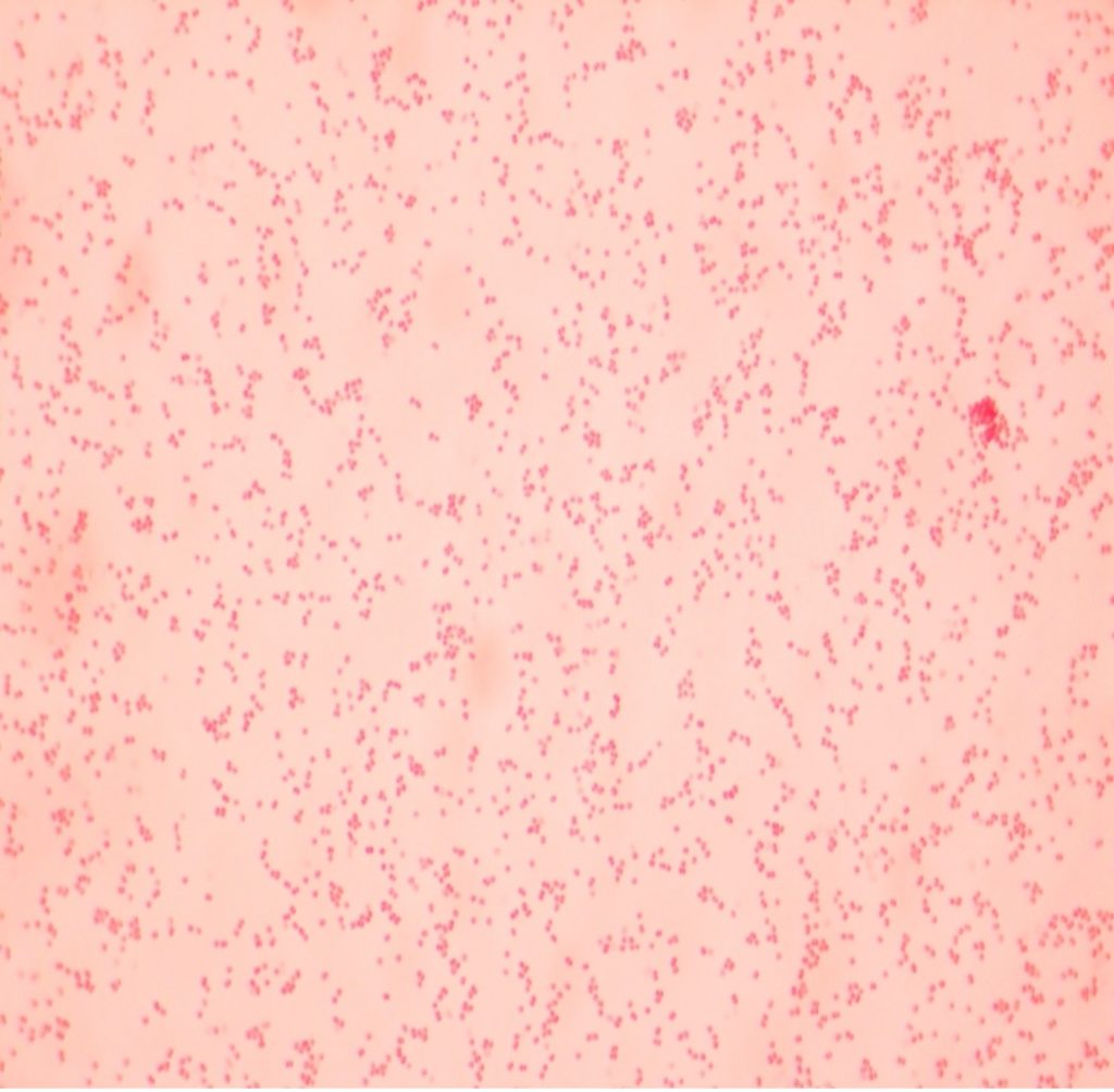 Gram-negative cocci