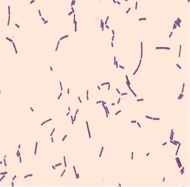 Gram-positive bacilli