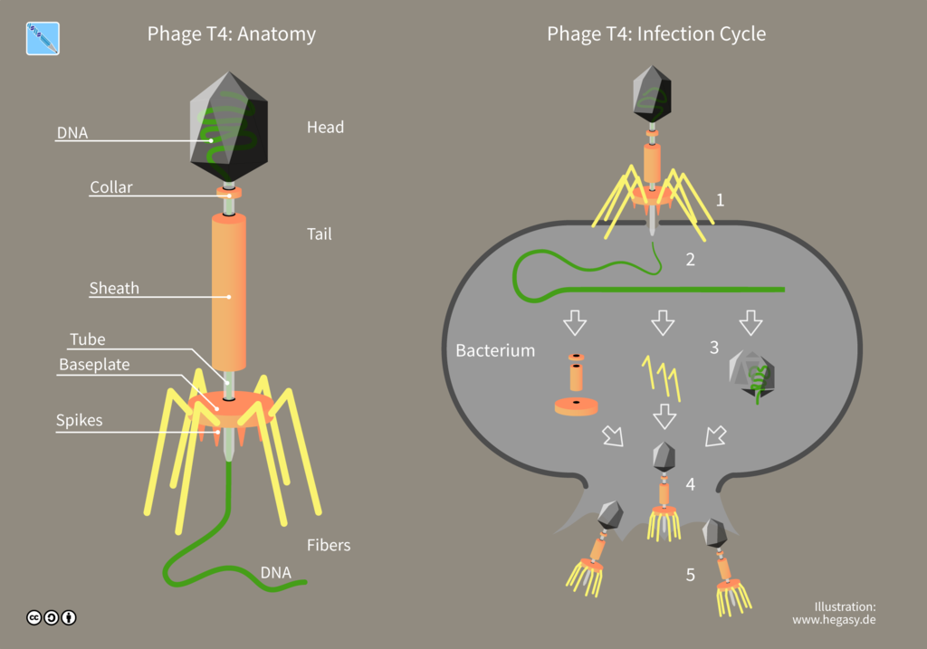 T4 Phage and Lytic Viral Replication