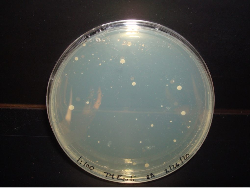 Quantitation plate