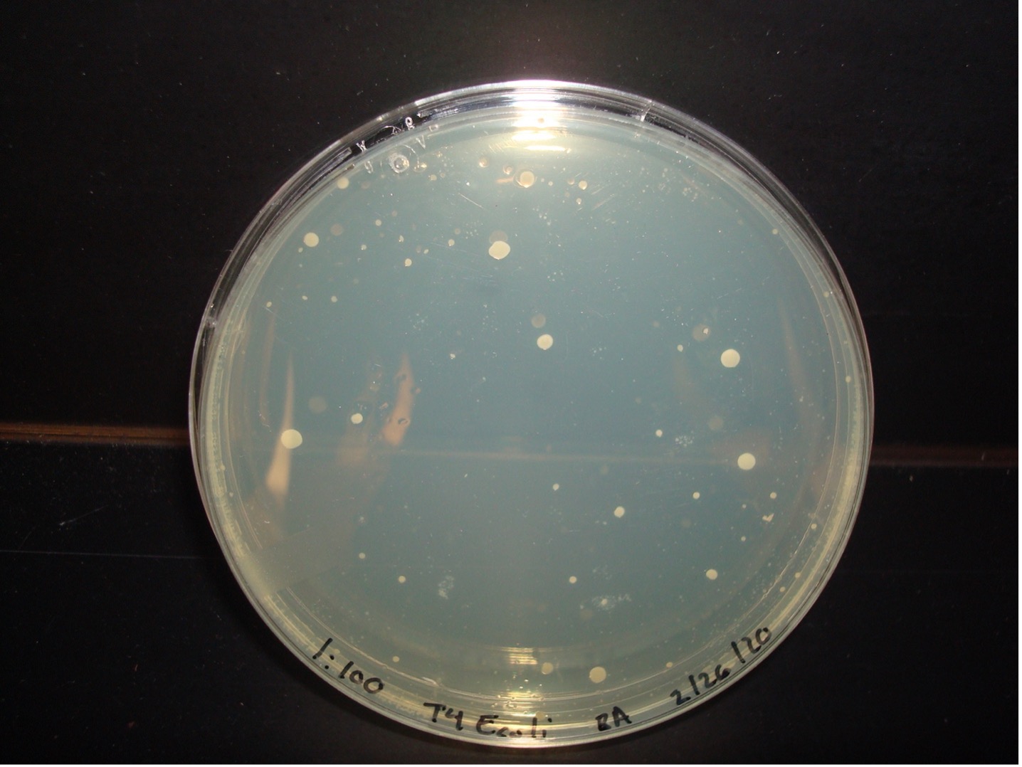 QUANTITATION OF DEMONSTRATION LAB Hands On Microbiology