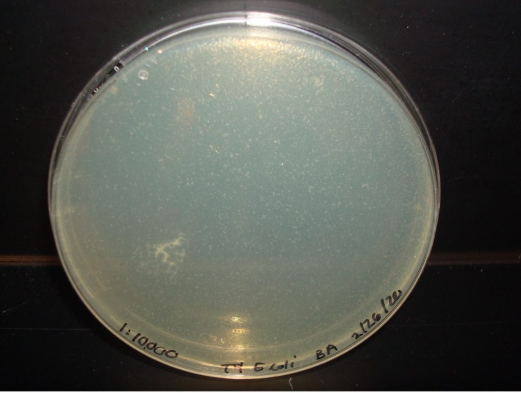 Quantitation plate