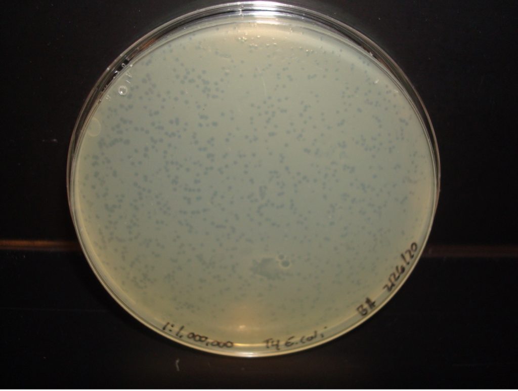 Quantitation plate