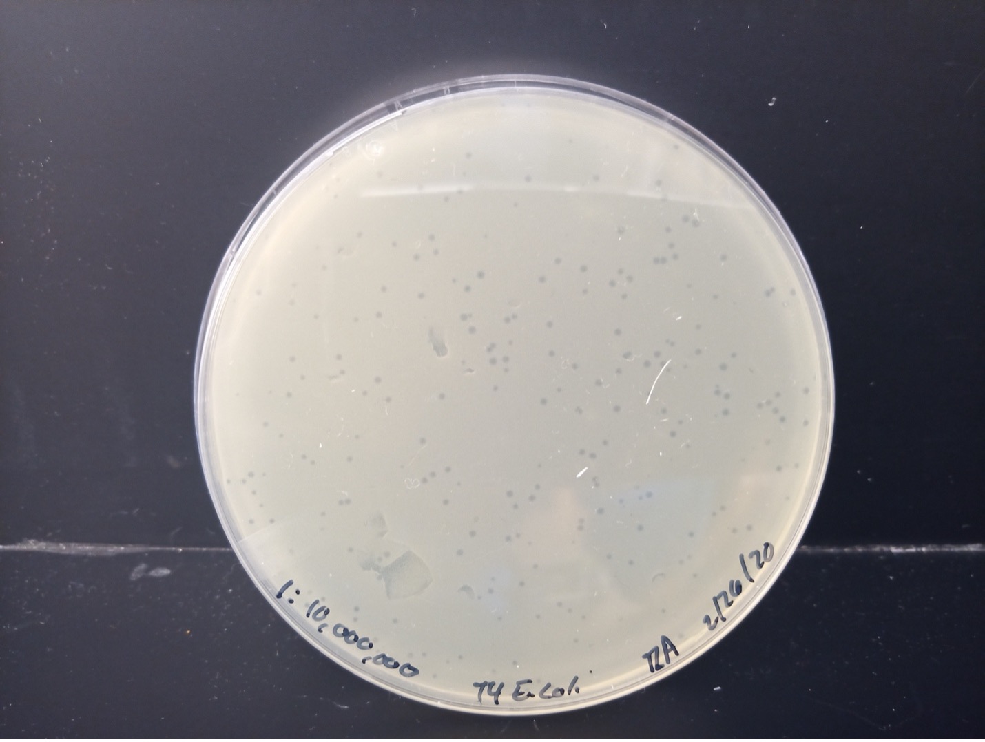 QUANTITATION OF DEMONSTRATION LAB Hands On Microbiology