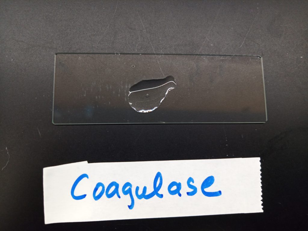 Coagulase test result