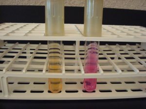 DICHOTOMOUS KEY AND BACTERIAL IDENTIFICATION DEMONSTRATION LAB – Hands ...