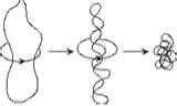 Bacterial super coiling