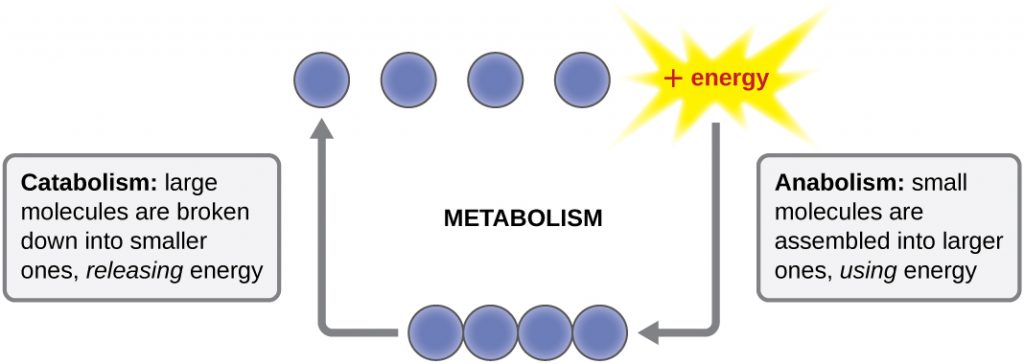 Metabolism