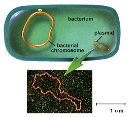 Chromosome and plasmid