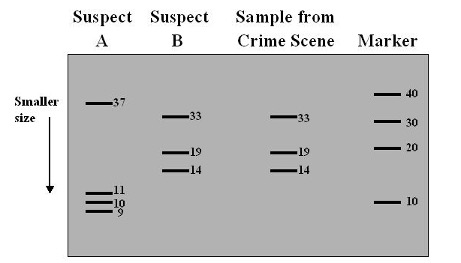 Crime scene gel