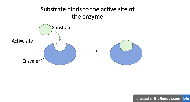 Enzyme, substrate, active site