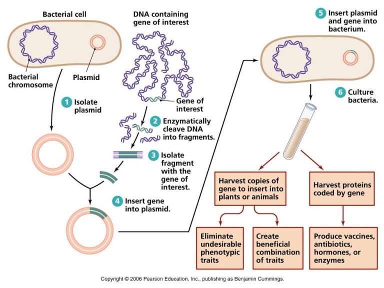 Genetic Engineering Biology Basics