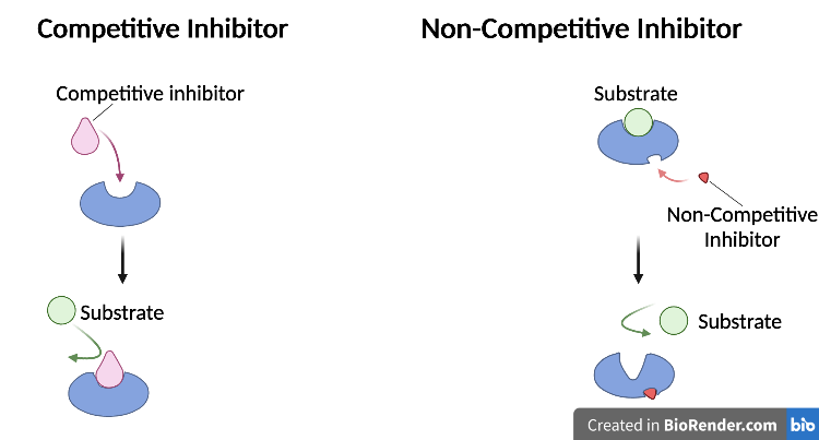 Inhibition of Enzyme Activity