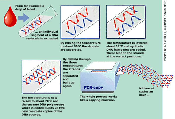 PCR