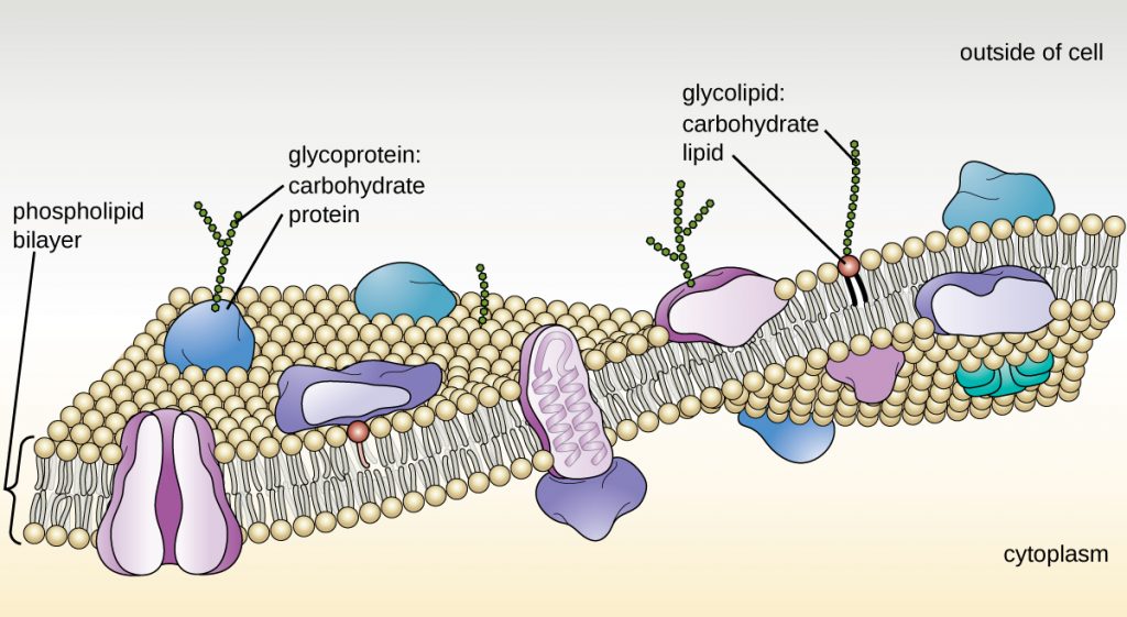 Phospholipid bilayer