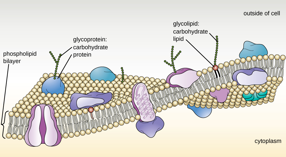 Cell Membranes Biology Basics