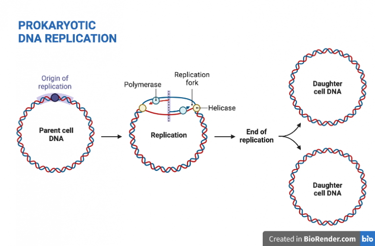 DNA REPLICATION – BIOLOGY BASICS