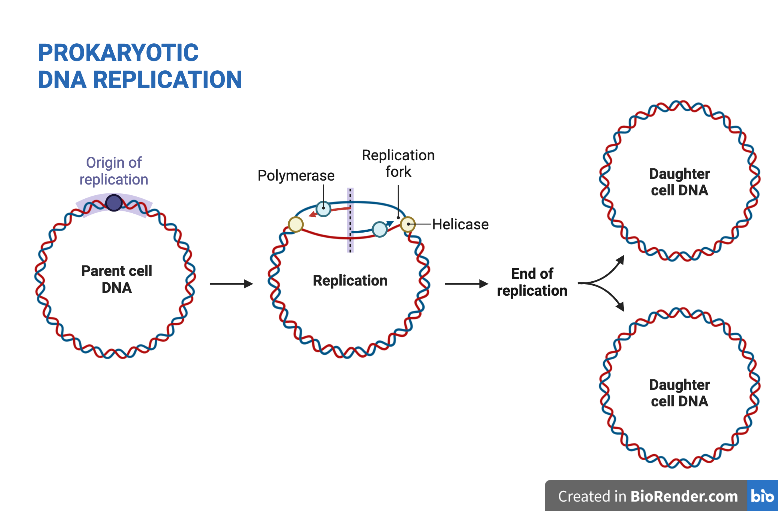 Prokaryotic DNA Replication