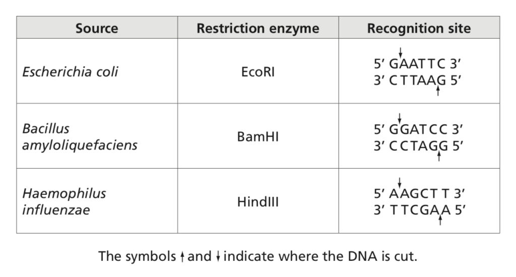 Restriction enzymes