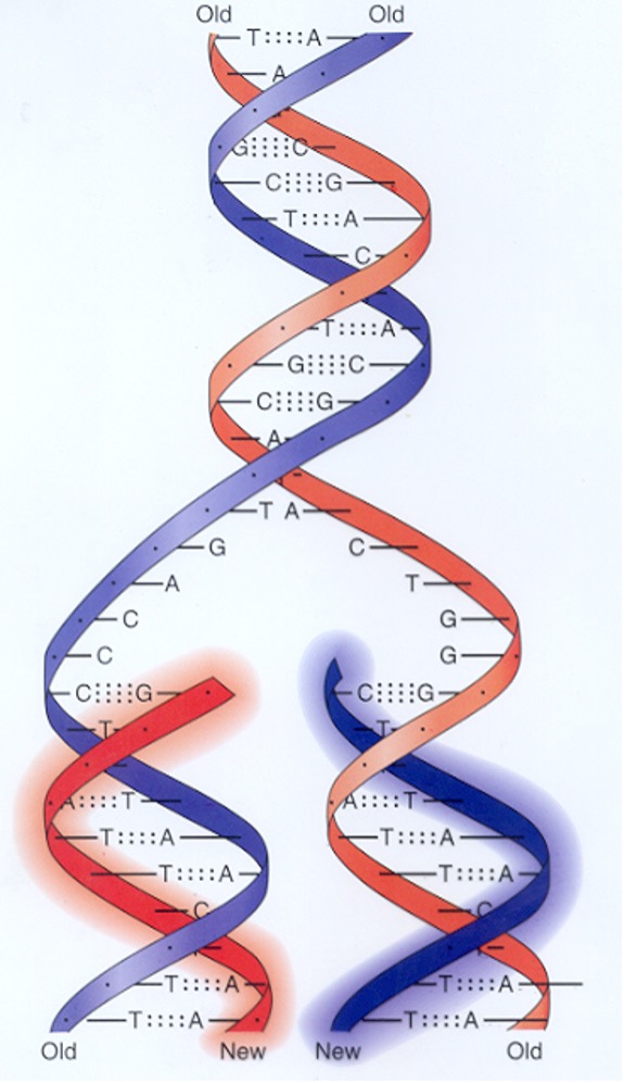 Semi-conservative replication