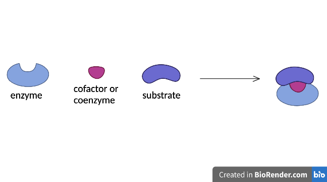 cofactor/coenzyme