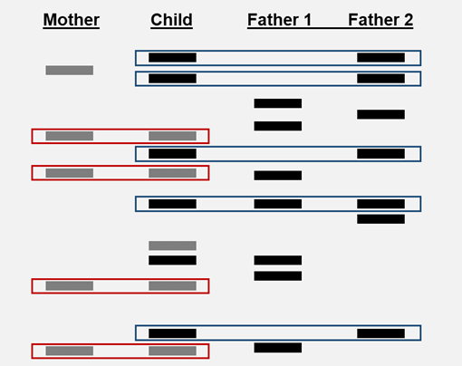 Paternity gel