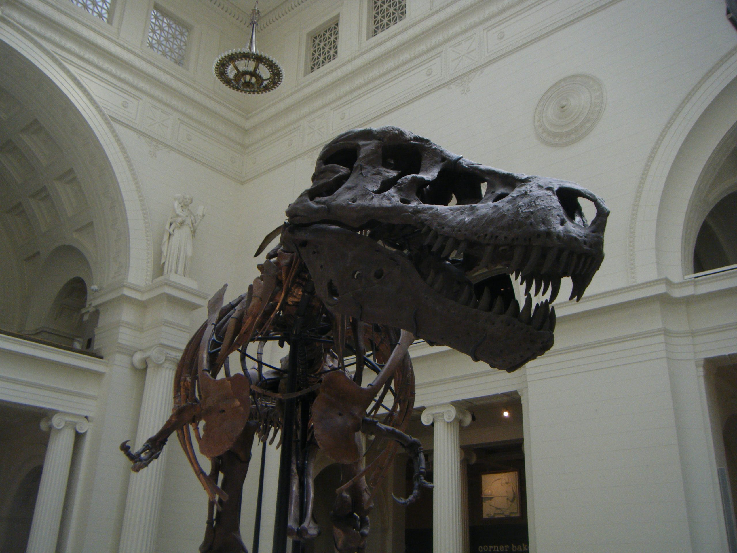 Tyrannosaurus Rex at the Field Museum, Chicago