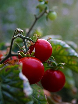 Tomato plant