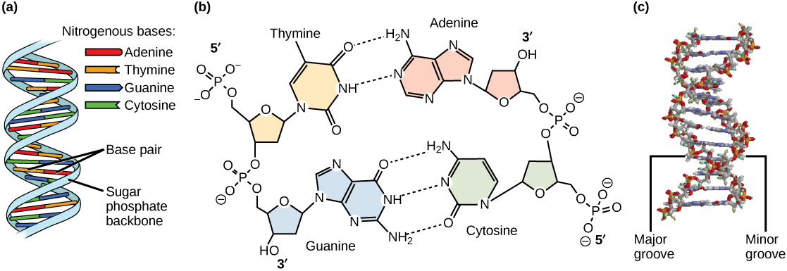 DNA Structure