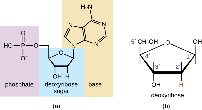 Nucleotide image