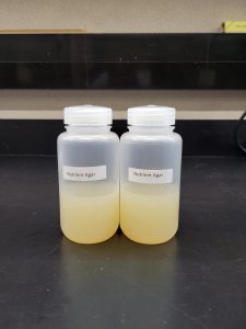 Sterile nutrient agar