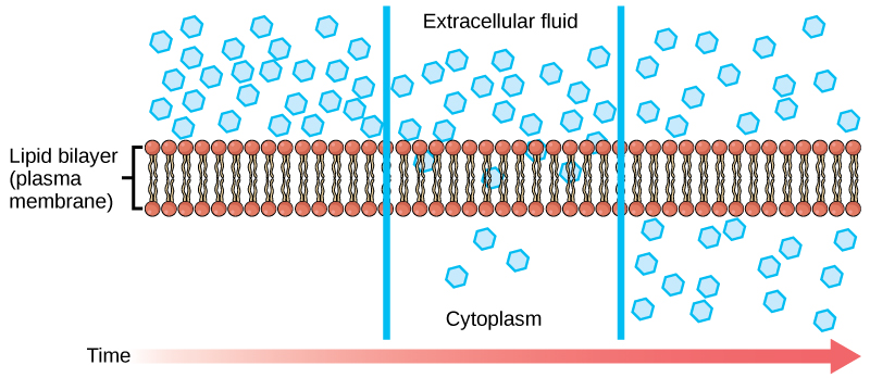 Diffusion