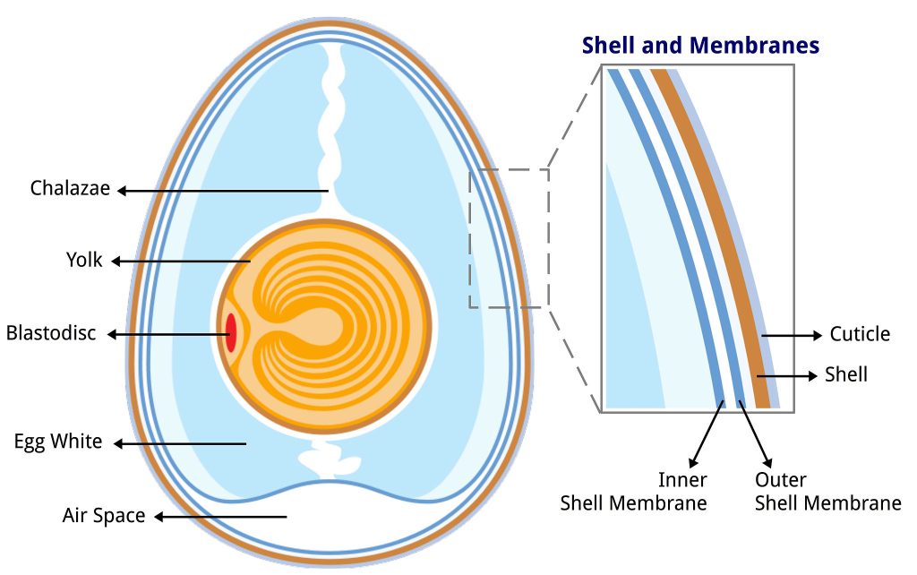 image of egg