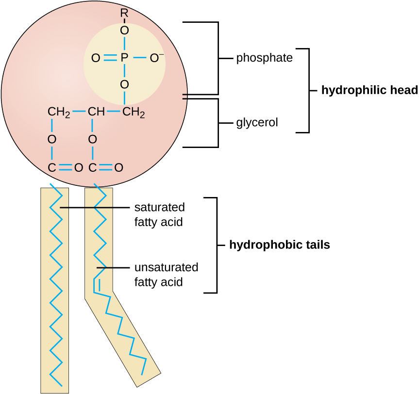 Phospholipid