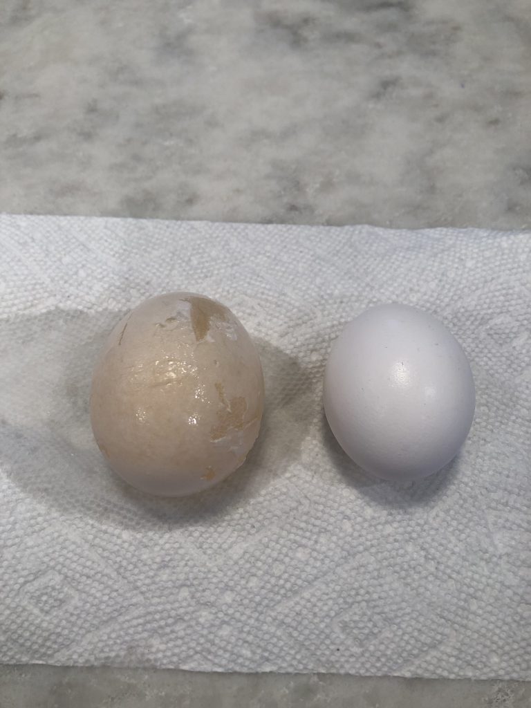 Image of egg soaked in water for 24 hours