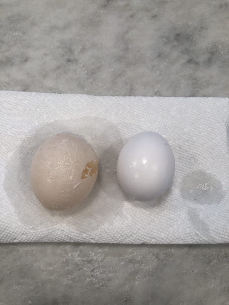 Image of egg soaked in vinegar for 48 hours