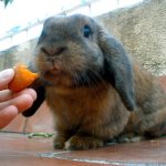 Grey and brown bunny eating a hand fed carrot