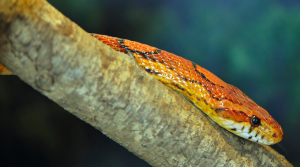 A corn snake