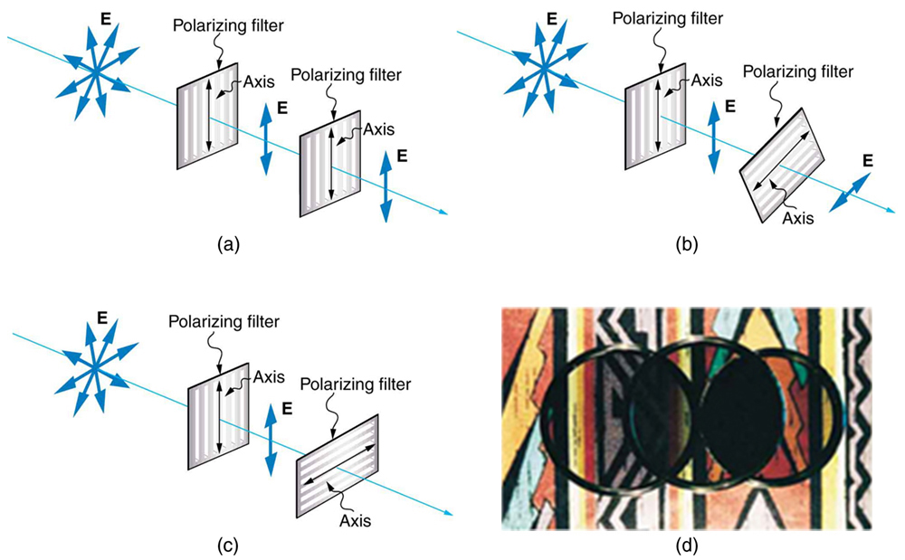 Figure 2.3.17. The effect of rotating two polarizing filters, where the first polarizes the light. (a) All of the polarized light is passed by the second polarizing filter, because its axis is parallel to the first. (b) As the second is rotated, only part of the light is passed. (c) When the second is perpendicular to the first, no light is passed. (d) In this photograph, a polarizing filter is placed above two others. Its axis is perpendicular to the filter on the right (dark area) and parallel to the filter on the left (lighter area). (credit: P.P. Urone)