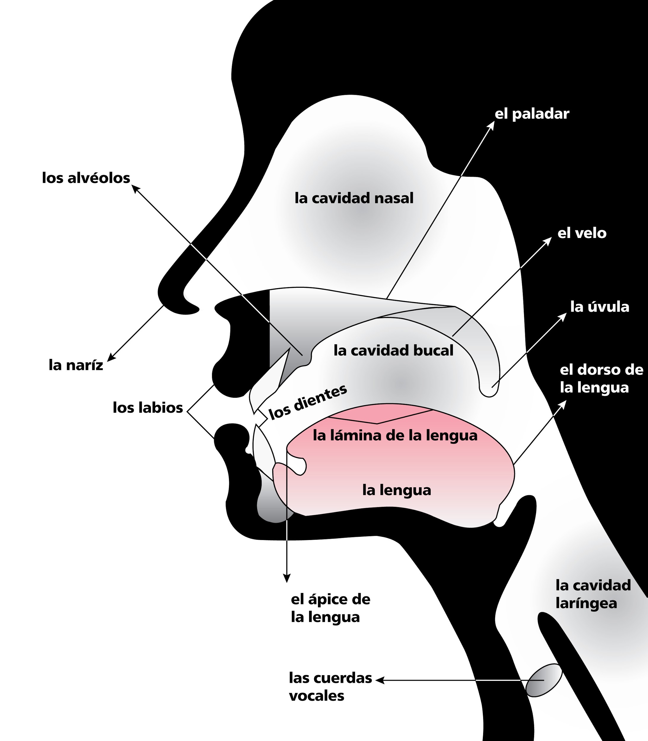 anatomical sketch of nose and throat, labeled in Spanish