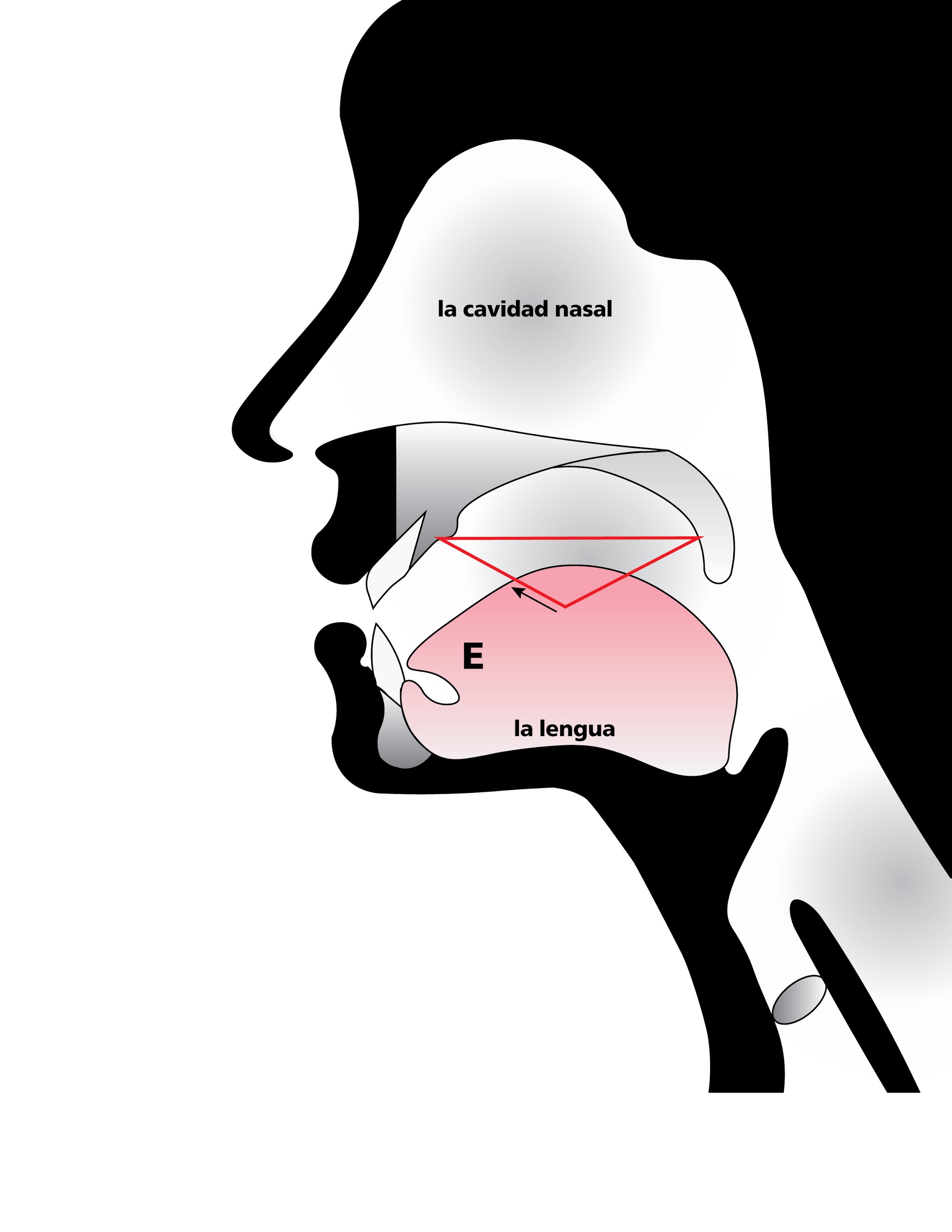 Anatomical sketch of head while speaking, emphasizing space of roof of mouth when tongue partly raised, in Spanish