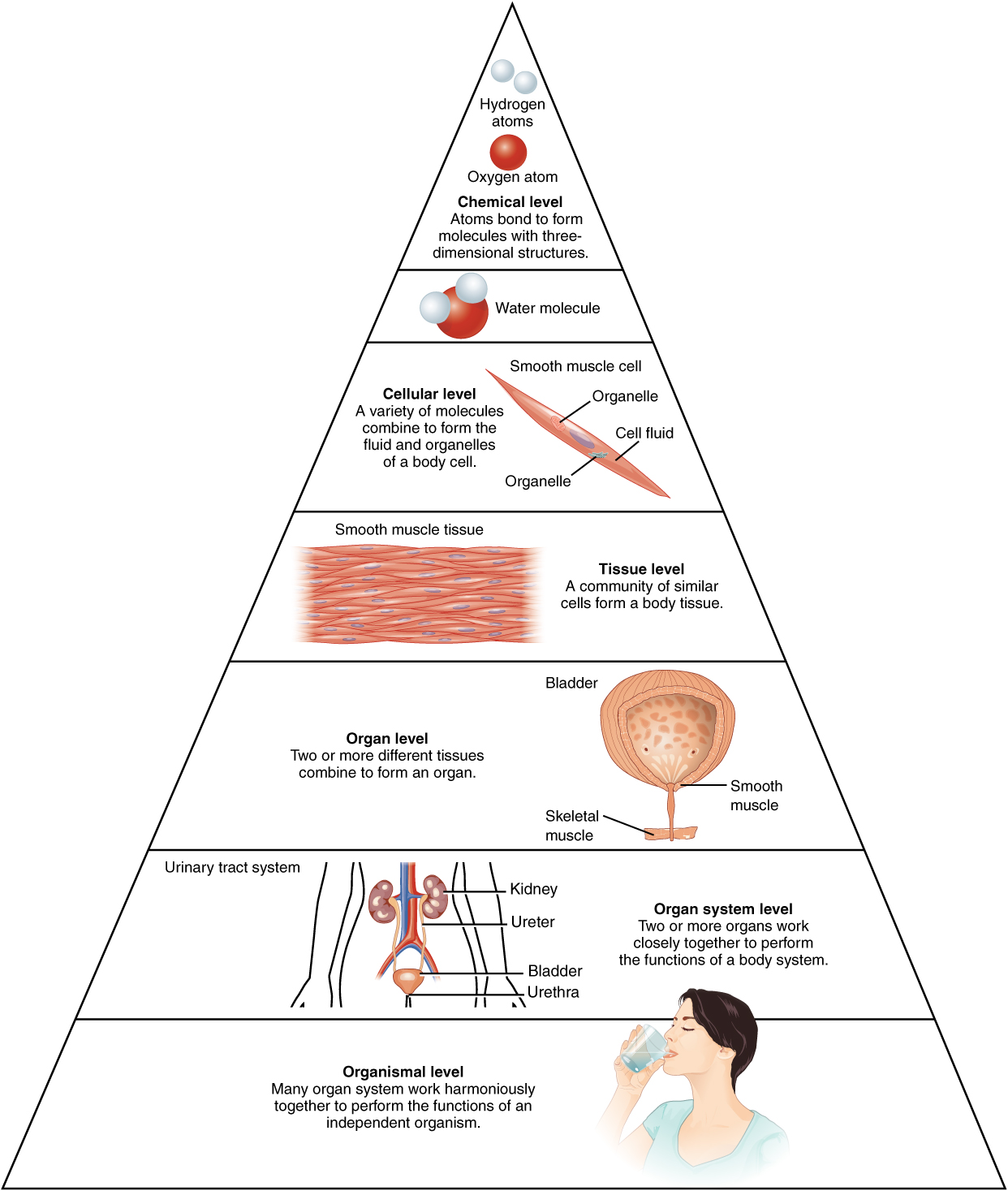 structure-and-function-of-the-human-body-notes-5-1-overview-of